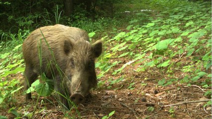 Dans les zones abandonnées de Fukushima, la faune prospère à nouveau