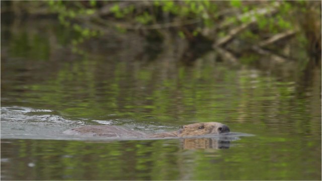 Après 150 ans d'absence, le castor est de retour dans le Nord-Pas-de-Calais