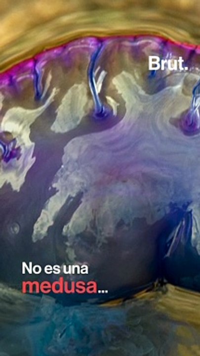 3 seres vivos extraños