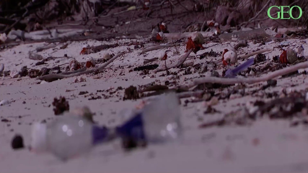 Plus de 500 000 bernard-l'hermites seraient morts à cause de la pollution plastique