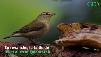 A cause du réchauffement climatique, les oiseaux deviendraient plus petits