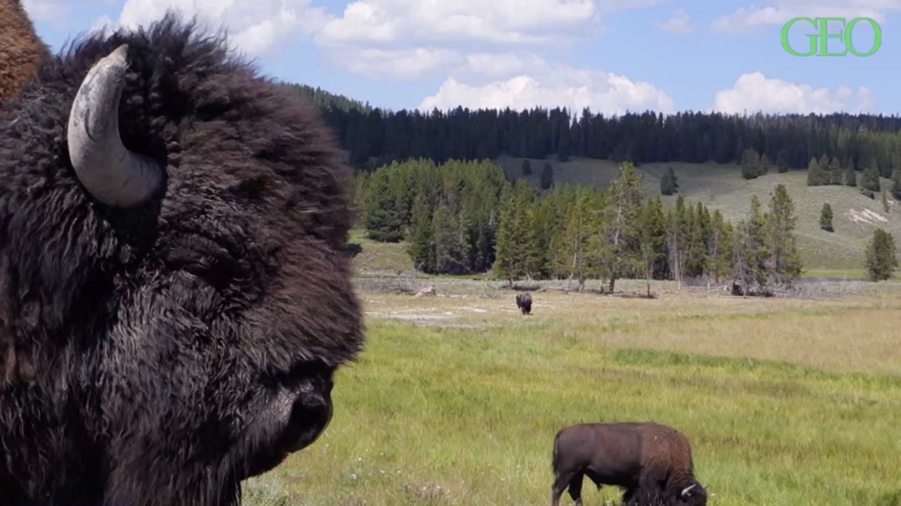 A Yellowstone, les bisons prolongent le printemps