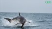 Afrique du Sud : la mystérieuse disparition des grands requins blancs au large du Cap