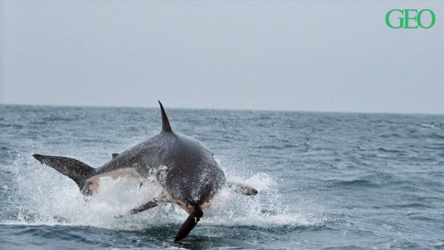 Afrique du Sud : la mystérieuse disparition des grands requins blancs au large du Cap