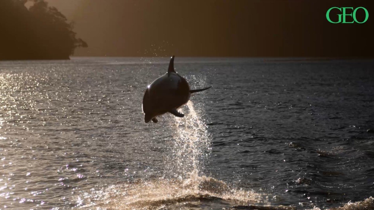 Nouvelle-Zélande : les touristes n'ont désormais plus le droit de nager avec les grands dauphins