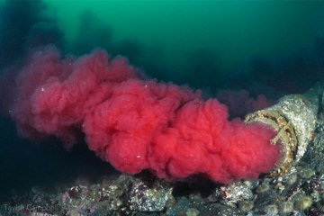 Un plongeur filme près de Vancouver du sang contaminé déversé par un égout depuis 2 ans
