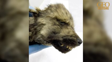 Un "chiot" retrouvé parfaitement conservé 18 000 ans après sa mort