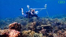Des enceintes sous-marines pour sauver la Grande Barrière de corail