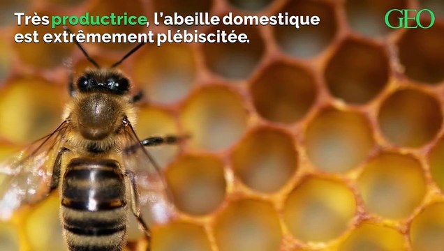 En ville, la surpopulation d’abeilles menace… les abeilles