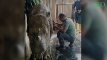 Le rhinocéros de Sumatra, une espèce en danger critique d'extinction