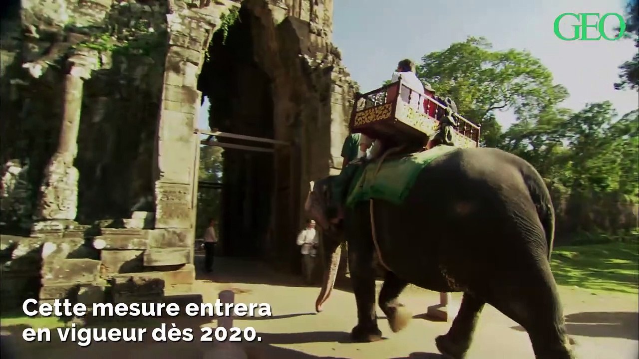 Cambodge : les balades à dos d'éléphant bientôt interdites à Angkor