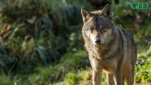 Combien de loups reste-t-il en France ?
