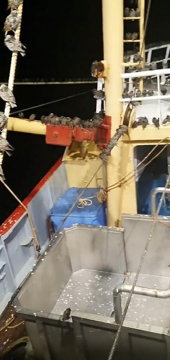 Des milliers d'oiseaux migrateurs font une pause sur un bateau