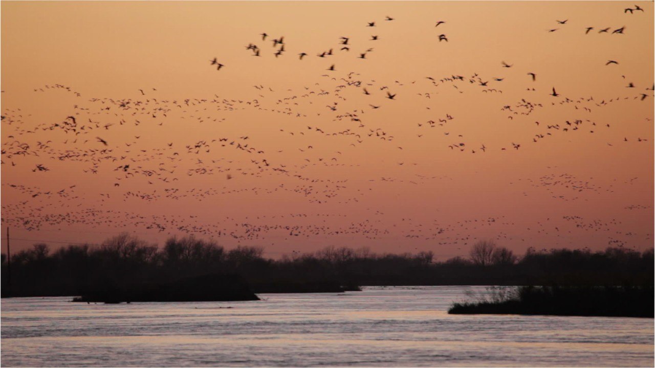 Depuis 1970, l'Amérique du Nord a perdu 3 milliards d'oiseaux