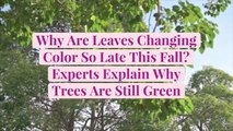 Why Are Leaves Changing Color So Late This Fall? Experts Explain Why Trees Are Still Green