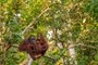 A Bornéo, une association crée une réserve pour protéger une forêt d'orangs-outans
