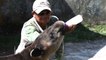 Honduras : un zoo de narcotrafiquants converti en refuge de tapirs