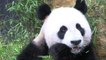 Pays-Bas: deux pandas géants font leurs premiers pas