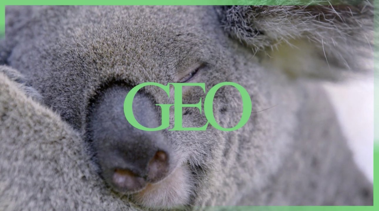 En Australie, des capsules de matières fécales pourraient aider à sauver les koalas