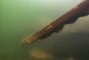 Amazonie : découverte de l'anguille électrique la plus puissante au monde