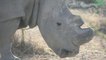 La consommation de cornes de rhinocéros au Vietnam