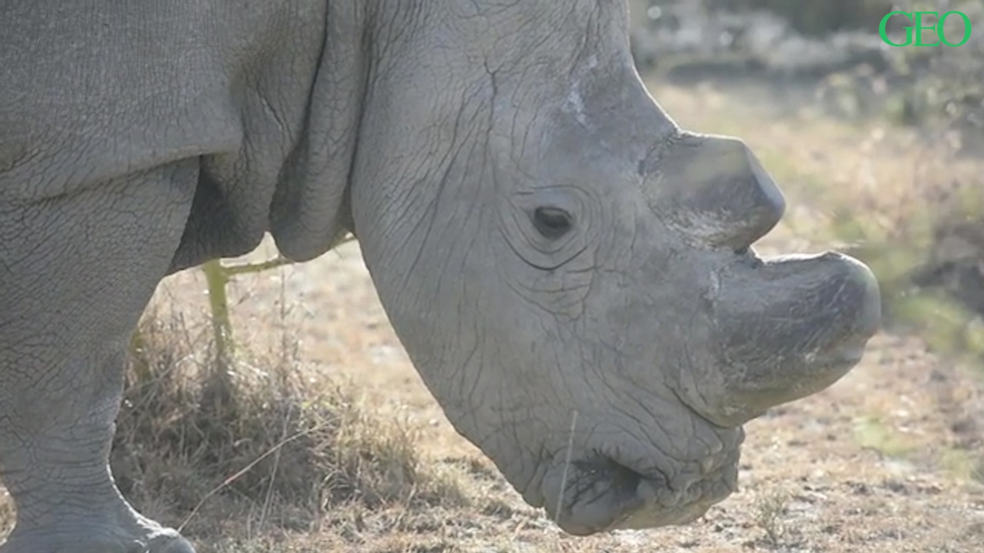 La consommation de cornes de rhinocéros au Vietnam