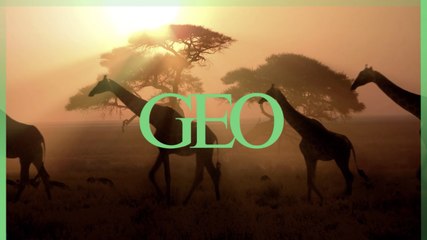 Rôle des taches, taille du cou... Chiffres et infos insolites sur la girafe