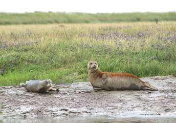 137 phoques sont nés dans la Tamise, considérée comme "biologiquement morte" il y a 60 ans