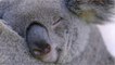En Australie, des capsules de matières fécales pourraient aider à sauver les koalas