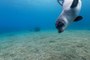 En Méditerranée, le phoque-moine en danger