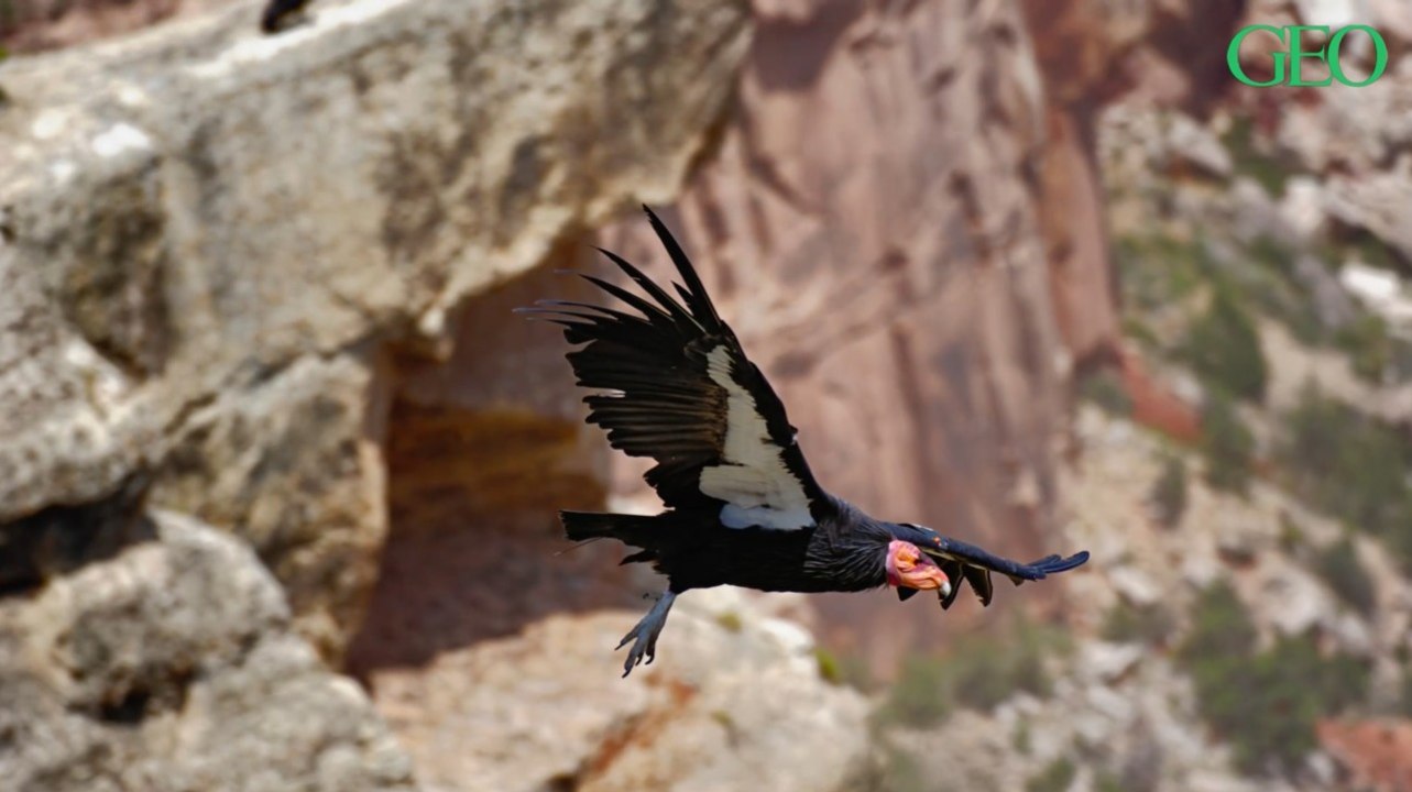 Après avoir failli disparaître, les condors de Californie sont de retour aux Etats-Unis