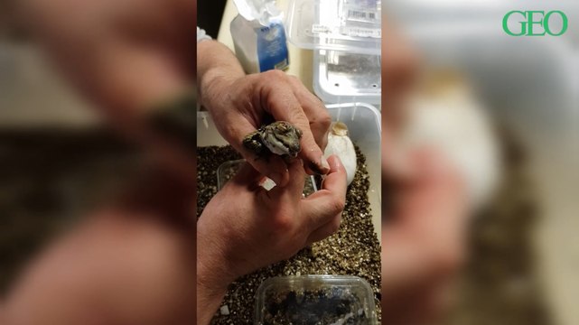 Naissance de 7 crocodiles extrêmement rares dans un parc animalier de Normandie