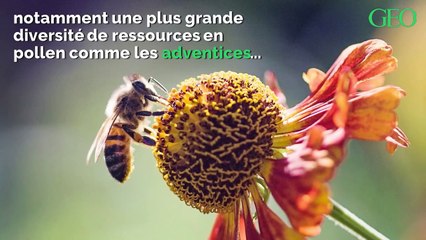 L'agriculture bio booste les performances des colonies d'abeilles mellifères