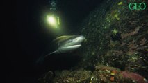 A la découverte du requin griset, mystérieuse créature des profondeurs