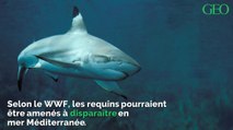 Selon le WWF, les requins pourraient disparaître de la mer Méditerranée