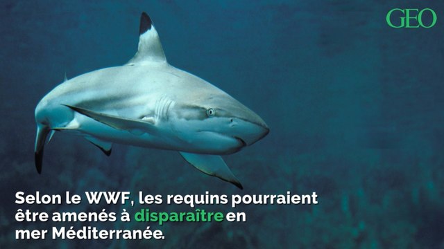 Selon le WWF, les requins pourraient disparaître de la mer Méditerranée