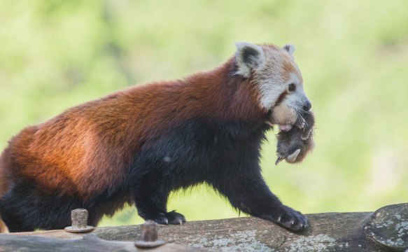 Naissance exceptionnelle d'un panda roux au Parc Animalier d'Auvergne