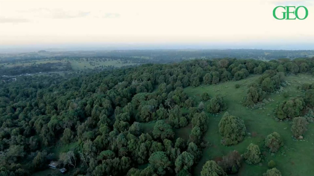 L'Ethiopie a planté 350 millions d'arbres en une journée... Voici pourquoi