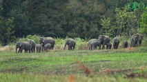 Des scientifiques révèlent comment les éléphants arrivent à 