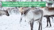 Suède : le manque de neige empêche les rennes de démarrer leur migration annuelle