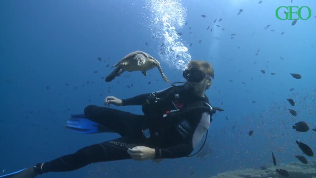 Partir deux semaines aux Maldives tous frais payés pour soigner des tortues, ça vous tente ?