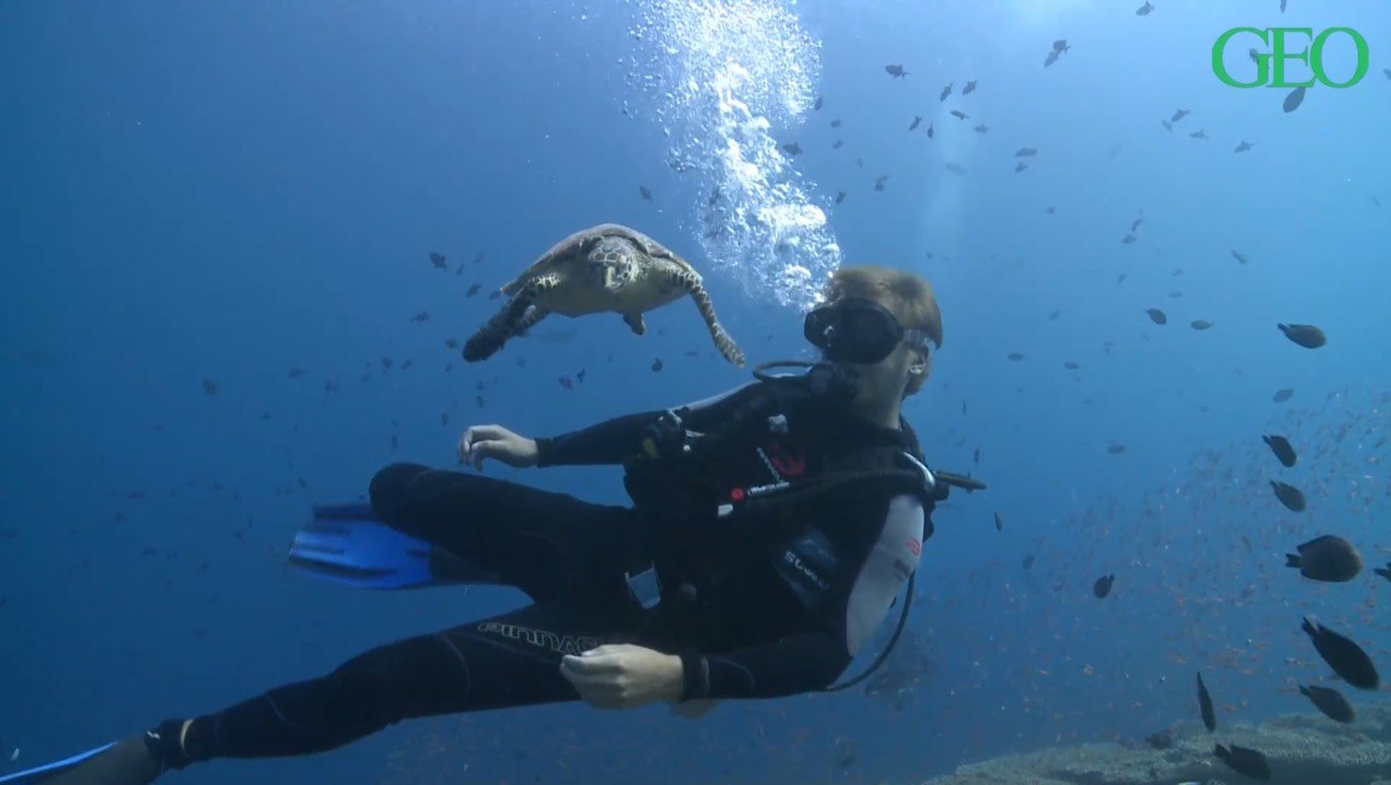 Partir deux semaines aux Maldives tous frais payés pour soigner des tortues, ça vous tente ?