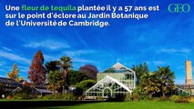 Angleterre : 57 ans après avoir été planté, cet agave est enfin sur le point d'éclore