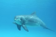 Naissance d'un bébé dauphin dans le parc de Planète Sauvage