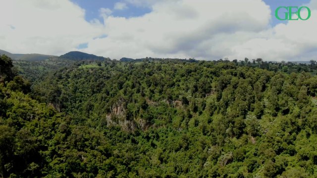 Pour lutter contre la déforestation, l'Ethiopie va planter 4 milliards d'arbres