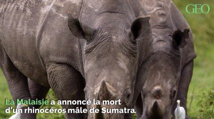 Le dernier rhinocéros mâle de Sumatra vivant en Malaisie est mort