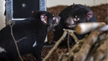 Le zoo de Beauval accueille deux diables de Tasmanie... Une première en France