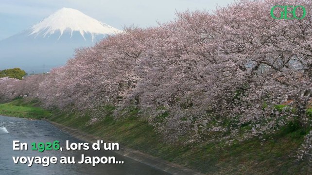 Découvrez comment un Britannique a sauvé les cerisiers japonais de l'extinction
