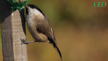 Canicule : ce geste très simple pour aider les oiseaux