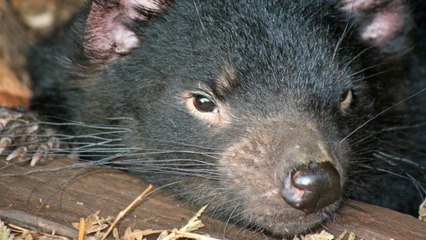 A la rencontre des diables de Tasmanie